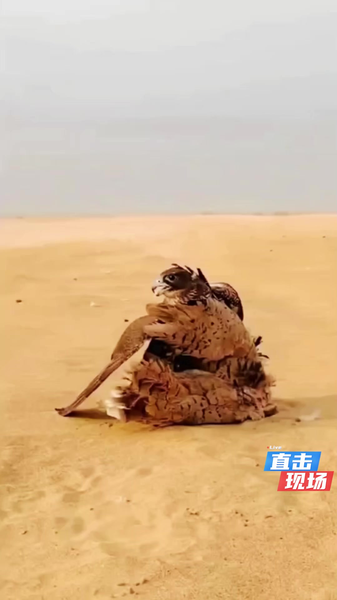 老鹰惨遭雄鹿绝杀,遭遇两连败 老鹰惨遭雄鹿绝杀,遭遇两连败