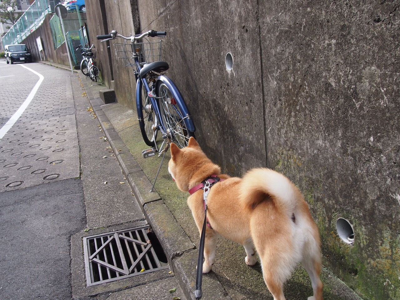 开云体育入口-范戴克一夫当关，英格兰打破魔咒！奥运前哨战强势碾过德国战车