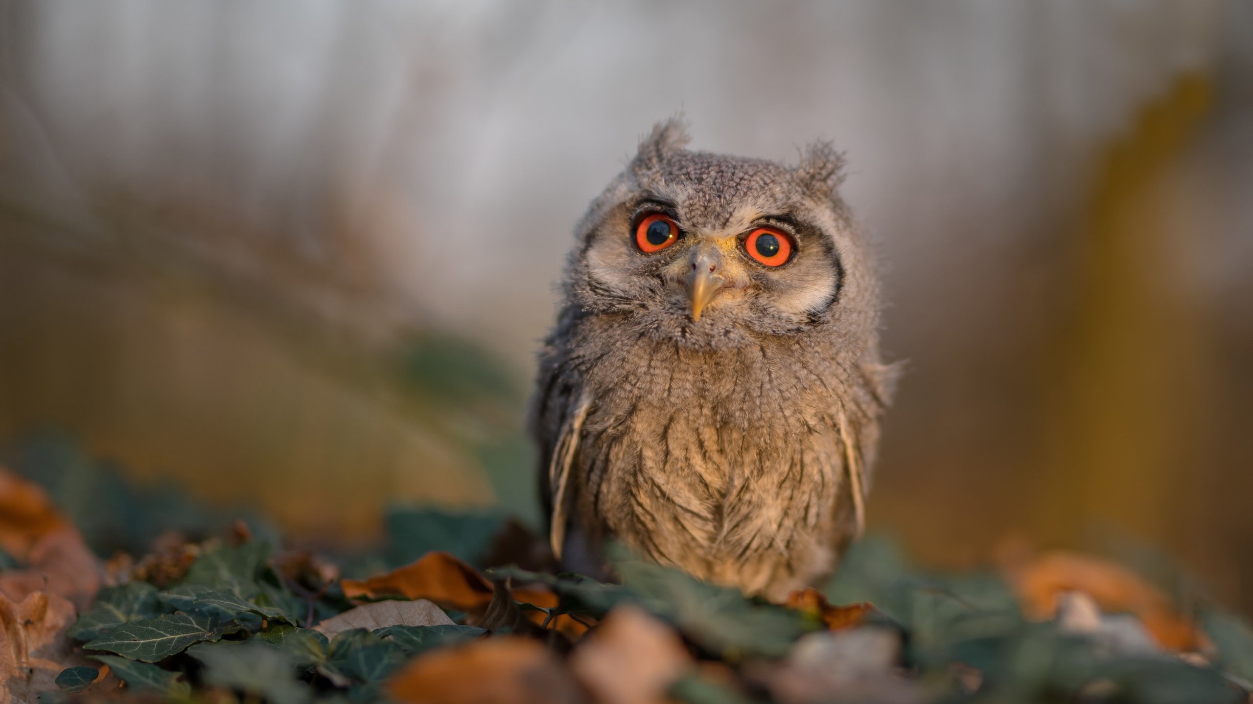 开云体育中国-超级米切尔的生死一防，当关键先生定义巅峰对决