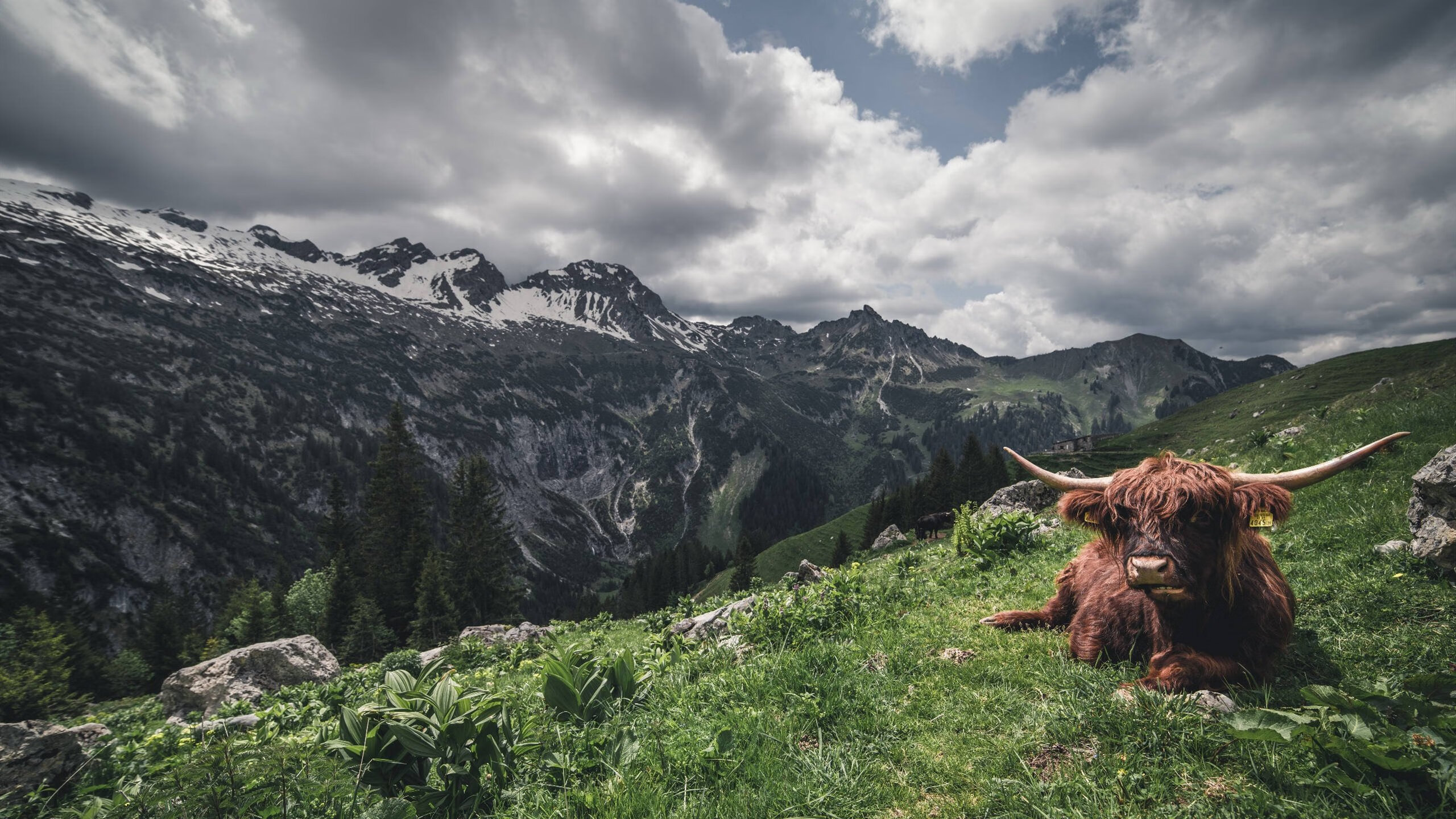 库尔图瓦全节奏引领，国际米兰一鼓作气斩落卡塔尔强敌