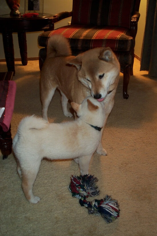 欧冠淘汰赛焦点战再现，76人主场碾压灰熊，晋级在望