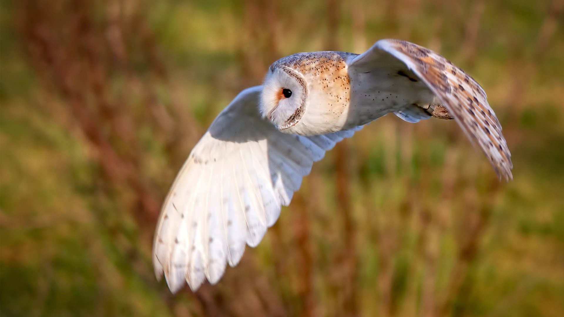 掘金加时苦战擒鹈鹕，布克末节爆发定江山