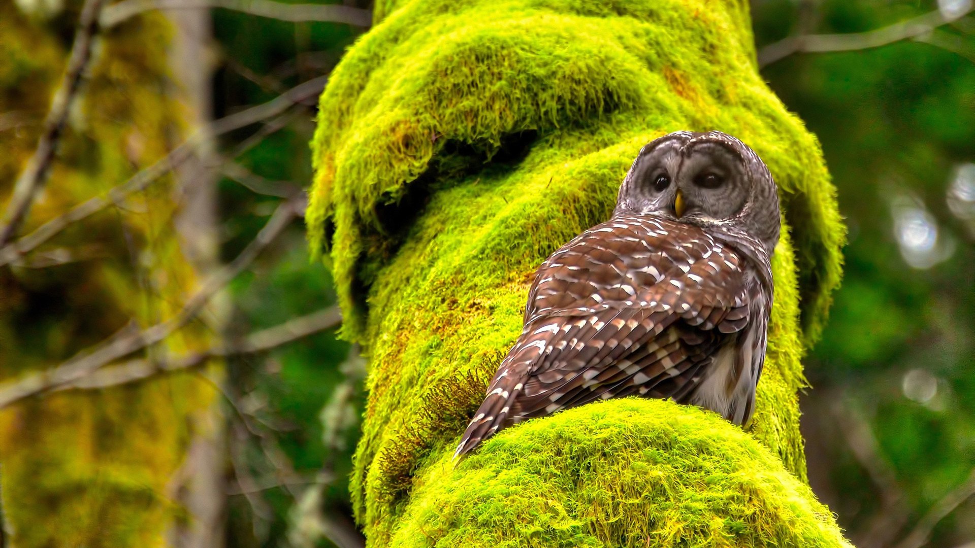 格纳布里压制级发挥，毕尔巴鄂对阵伊拉克中的战术主宰