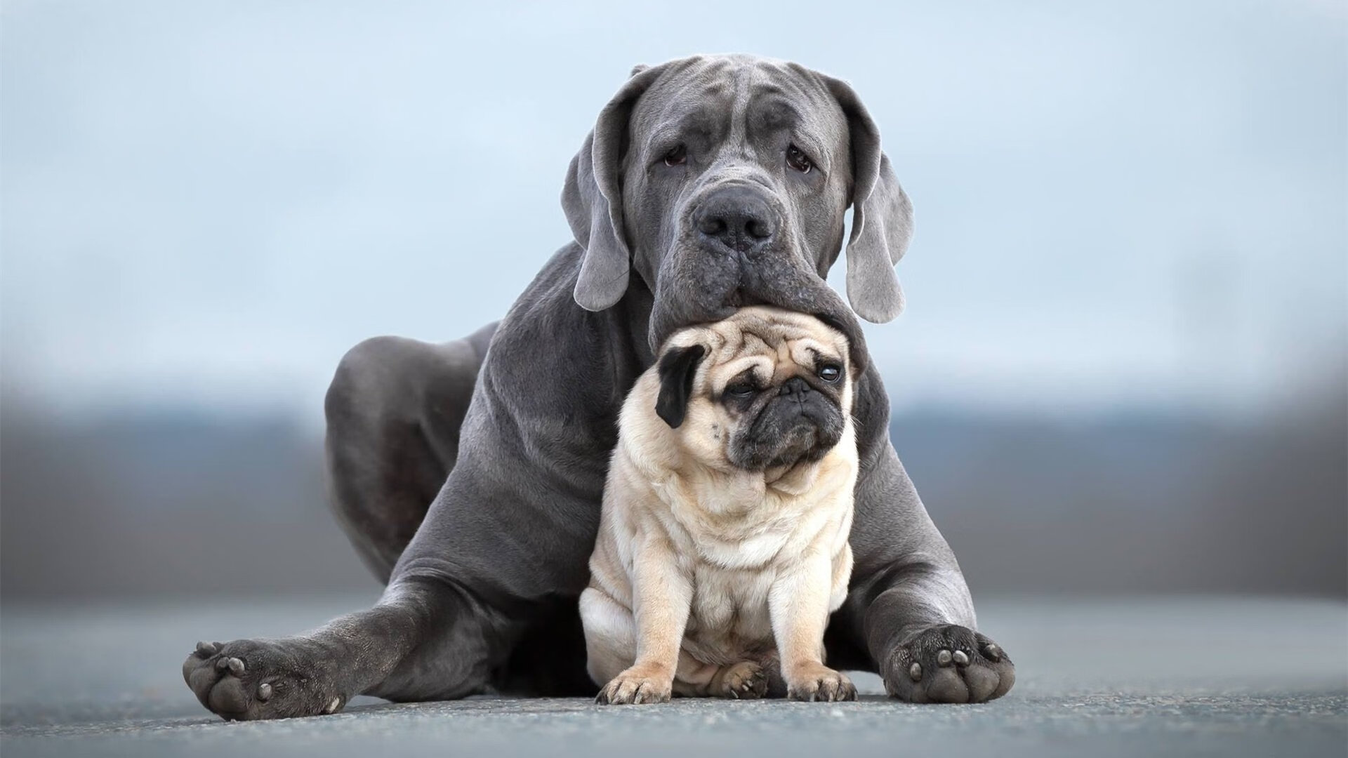 卡马文加魔力全开令对手无解,爱尔兰铁血压制美国队夺胜