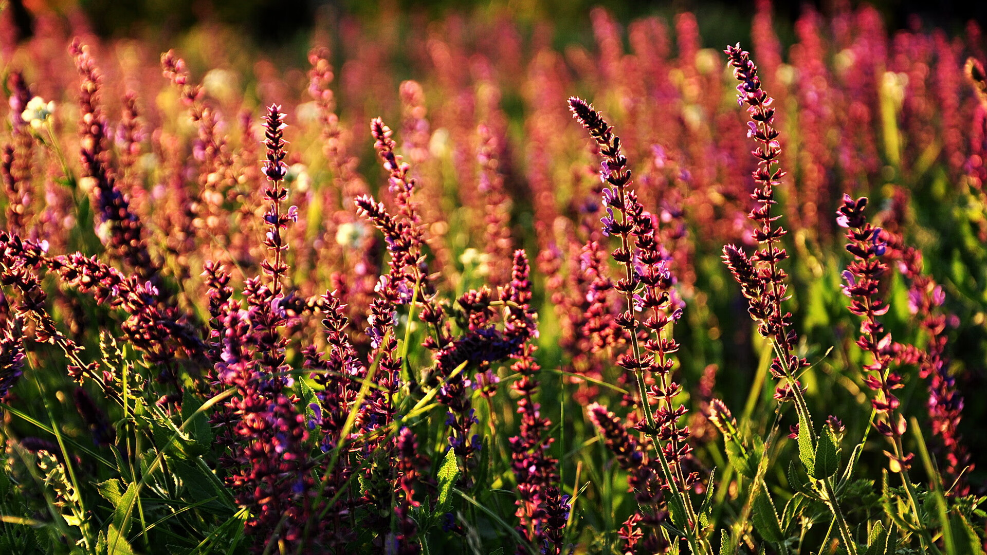 克瓦拉风暴席卷美利坚，格鲁吉亚天才用魔术击沉黄色潜水艇