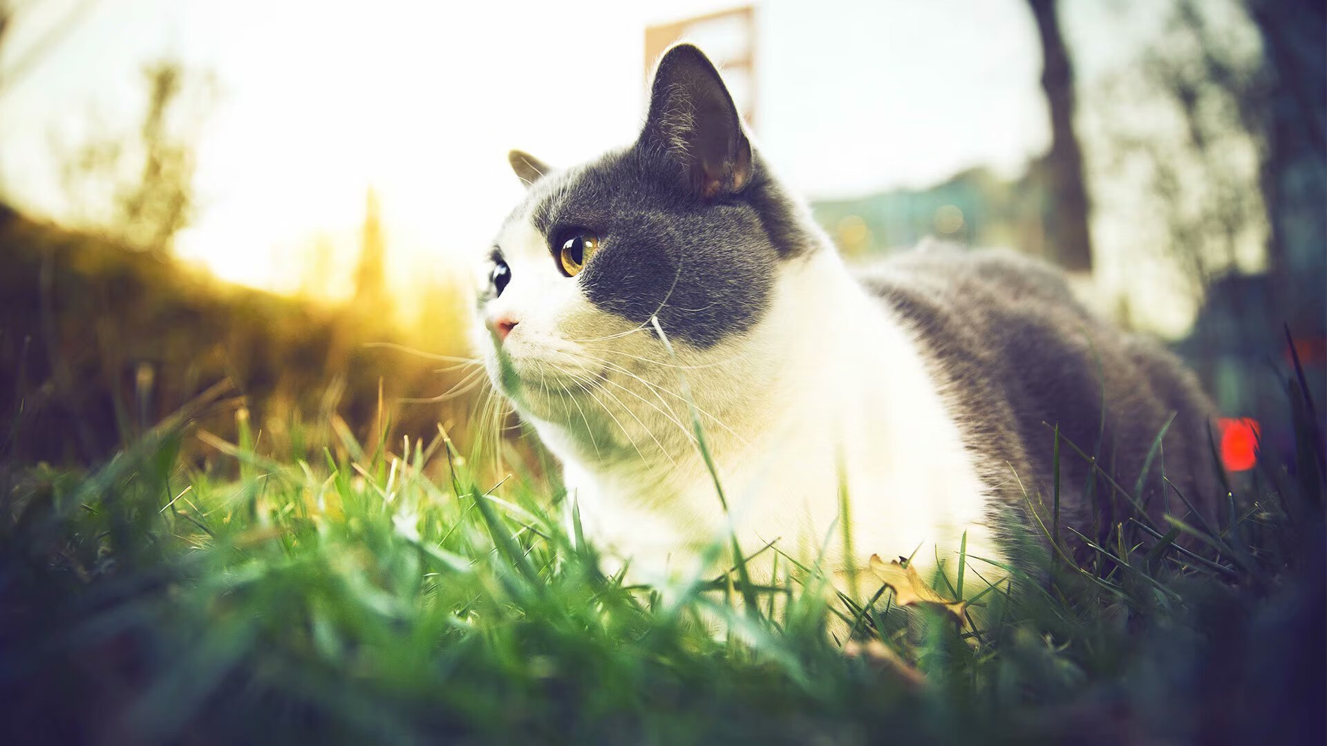 年度焦点之战,阿森纳轻取贝蒂斯,展现欧洲足球新格局