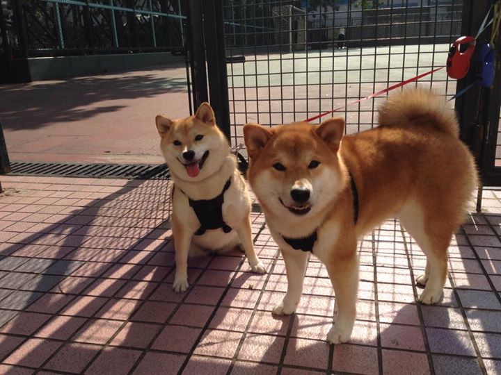 赛道烽烟起,球场战鼓擂,速度与对抗的终极序章