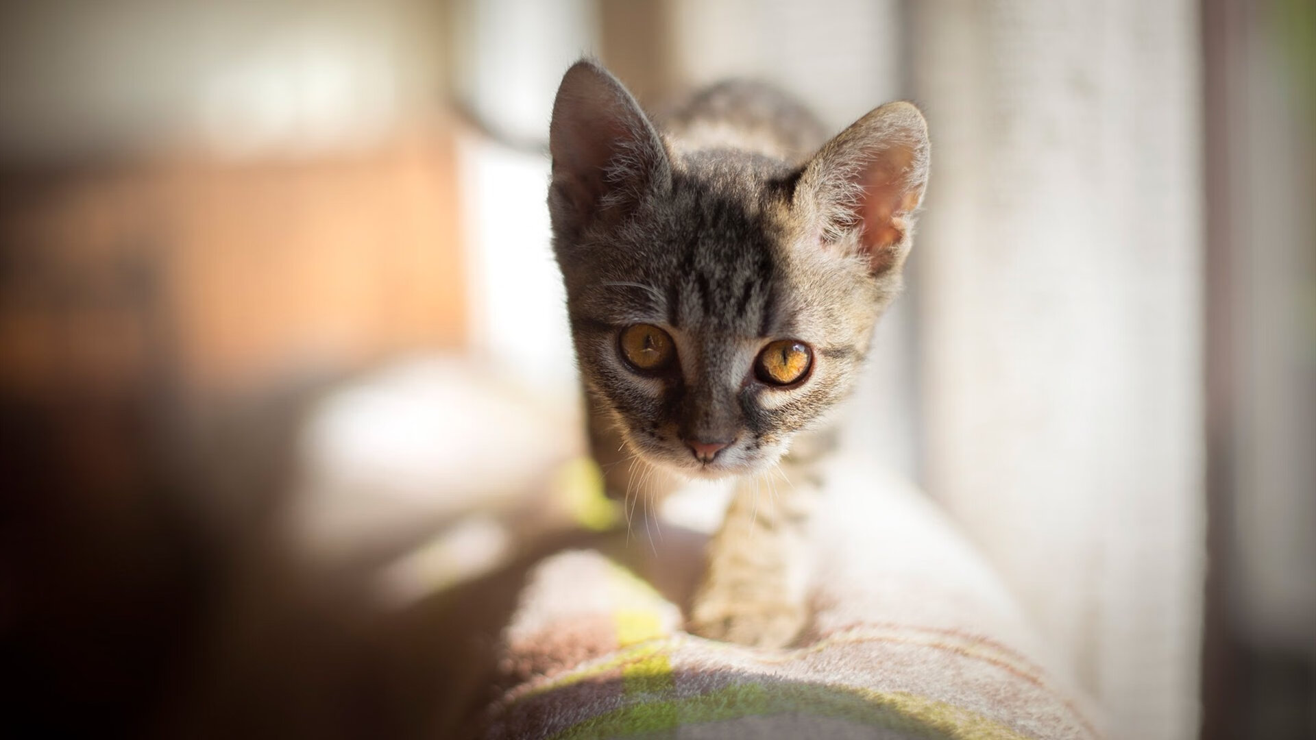 地中海的馈赠,当若日尼奥的节奏击穿法老防线