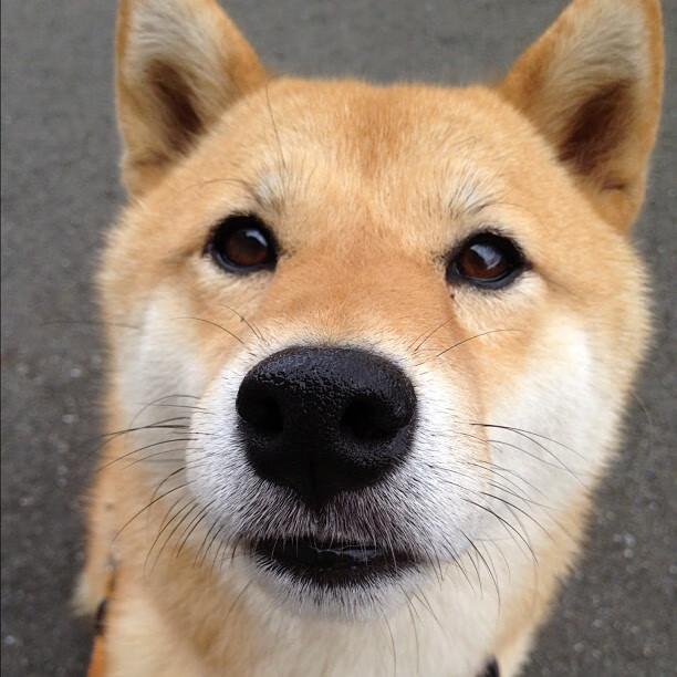 绿茵场与黄浦江，当德甲争冠铁血意志照亮东方天空