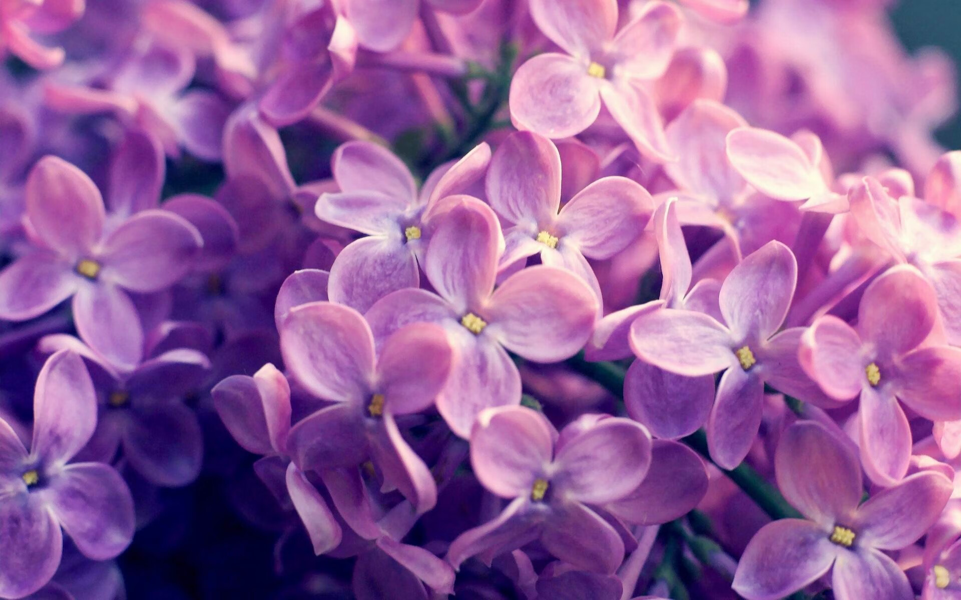 黄蜂爆冷击败雄鹿,东契奇关键先生闪耀NBA赛场
