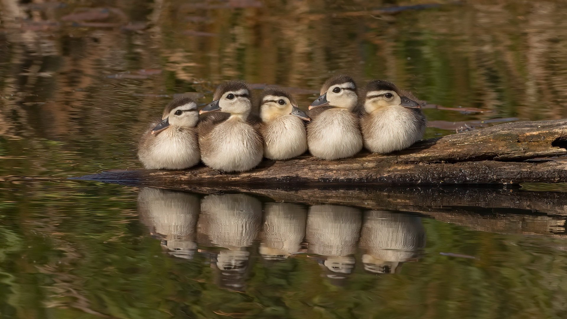 开云APP-鹰击长空！霍勒迪关键三分率队压制开拓者